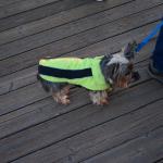 Cambria_2015_0219 (November 07, 2015)